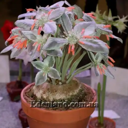 Зображення Синінгія Біловолоса - Sinningia leucotricha