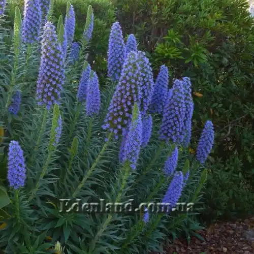 Изображение Эхиум белеющий - Echium candicans