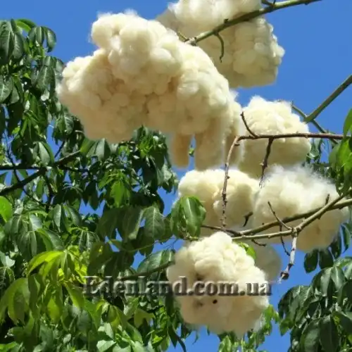 Зображення розкриті плоди