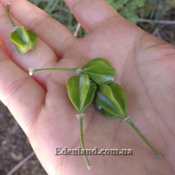 Изображение зеленые плоды