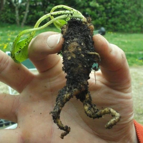 Изображение Мандрагора осенняя - Mandragora autumnalis 