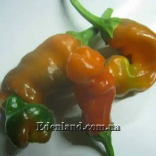 Изображение Перец Old Man 