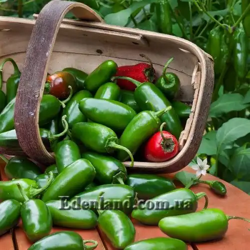 Зображення Перець Халапеньо - Jalapeno Pepper