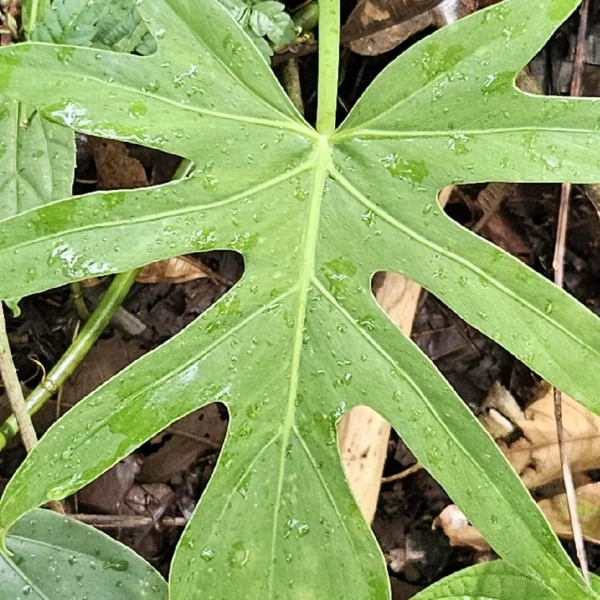Зображення Філодендрон променистий - Philodendron radiatum 