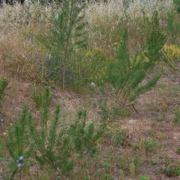 Зображення Псоралея деревовидна - Psoralea arborea