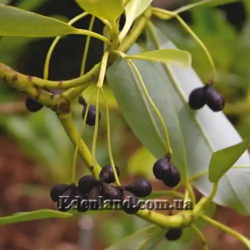 Изображение Дримис Винтера - Drimys winteri