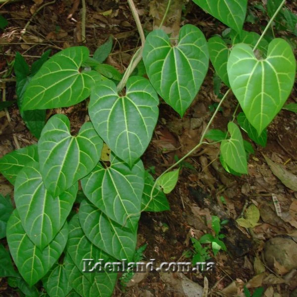 Изображение Аристолохия беложильчатая  - Aristolochia leuconeura