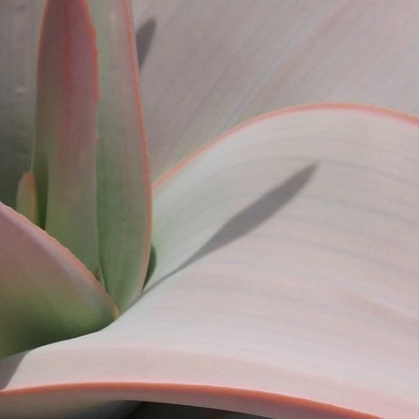 Зображення Алое смугасте - Aloe striata 