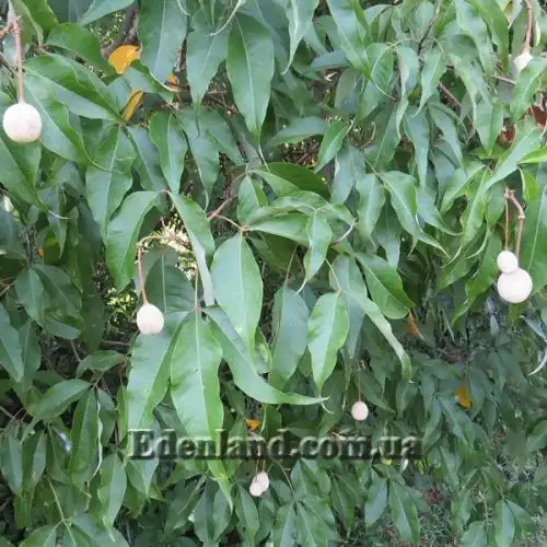 Изображение Кратева священная - Crateva religiosa