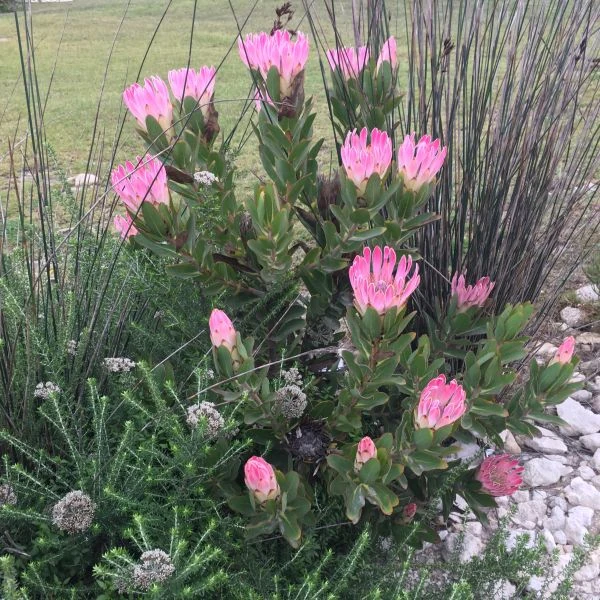 Зображення Протея компактна - Protea compacta 