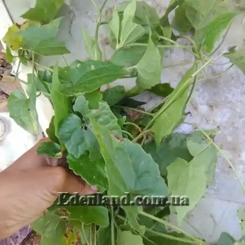 Зображення Міканія Гуако - Mikania guaco 