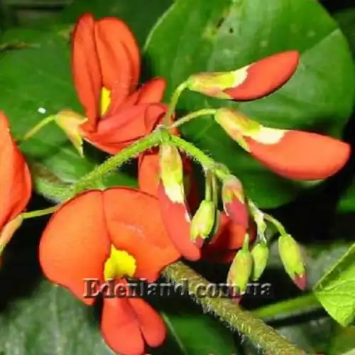 Изображение Кеннедия исключительная - Kennedia eximia