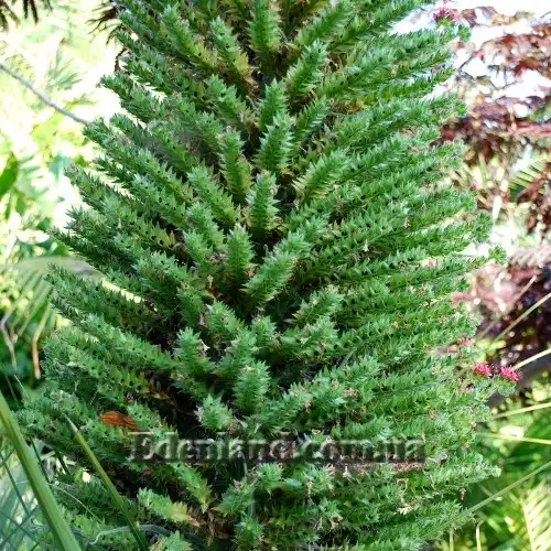 Изображение созревающие семена