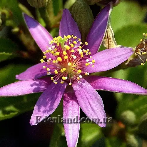 Изображение Гревия западная - Grewia occidentalis