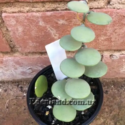 Зображення Ксеросіціос данги - Xerosicyos danguyi