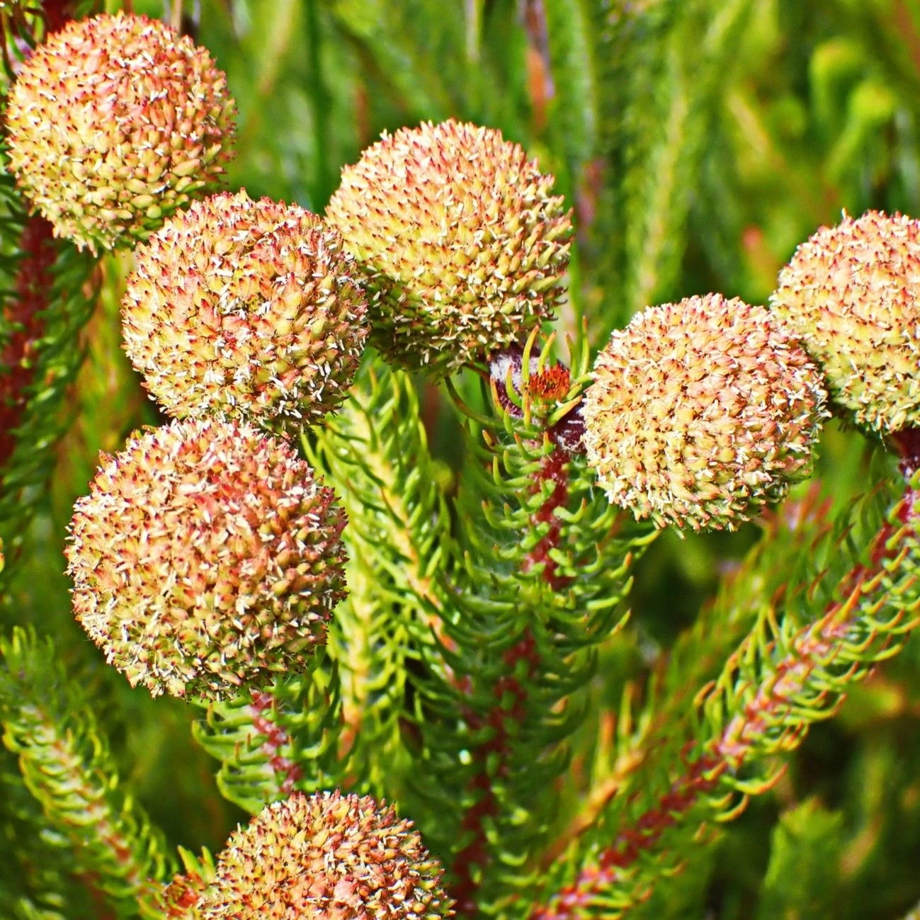 Изображение Берцелия Галпина - Berzelia galpinii