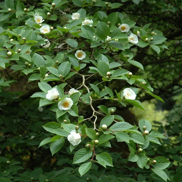 Стюартія псевдокамелія - Stewartia pseudocamellia — квітуча гілка