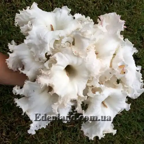 Изображение Долихандрона мелкопильчатая - Dolichandrone serrulata