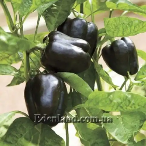 Изображение Перец сладкий Черный конь