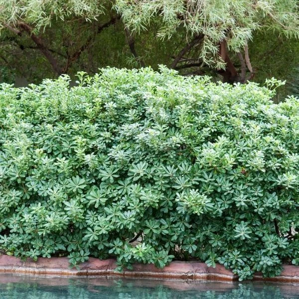 Изображение растение в саду