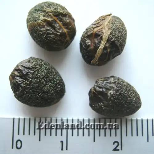 Изображение Муррайя Кёнига - Murraya koenigii