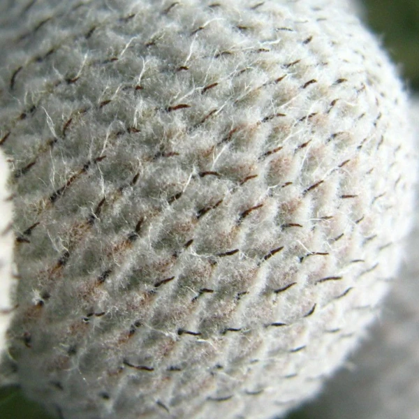 Изображение Бруния гладкая  - Brunia laevis