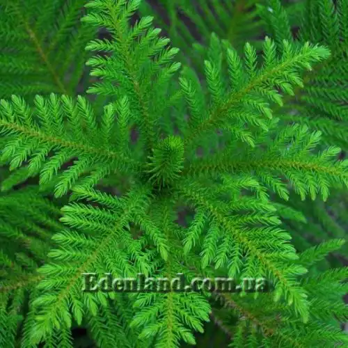 Изображение Араукария разнолистная - Araucaria heterophylla