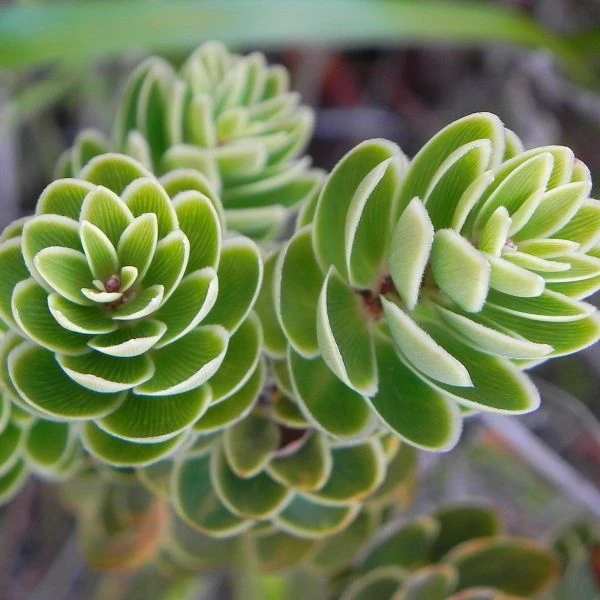 Изображение Циатопсис беловатый - Cyathopsis albicans 