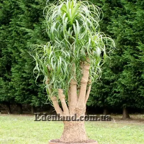 Изображение Бокарнея отогнутая - Beaucarnea recurvata