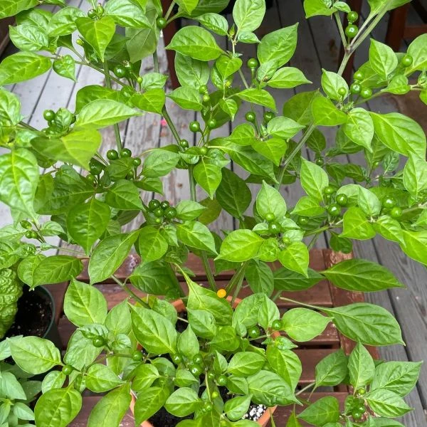 Зображення Перець Аджі Чарапіта жовтий  - Aji Charapita Yellow