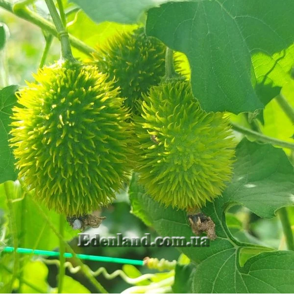 Зображення Момордика дводомна - Momordica dioica  