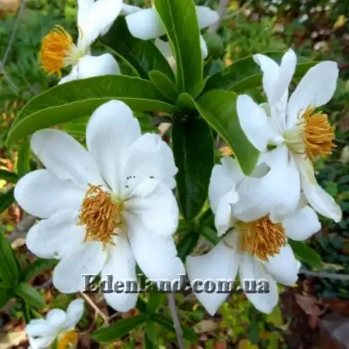 Зображення Ксилотека Крауса - Xylotheca kraussiana 