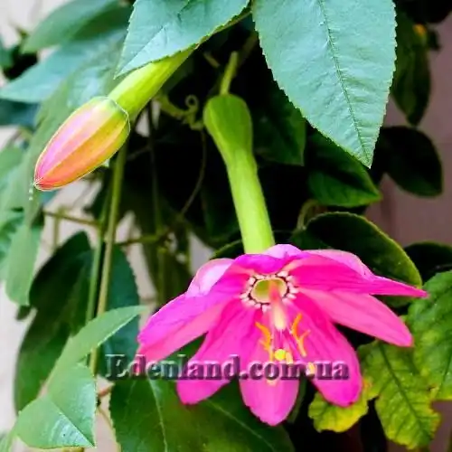 Пасифлора м'яка - Passiflora mollissima