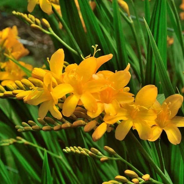 Изображение Крокосмия Новые гибриды  - Crocosmia New Hybrids 