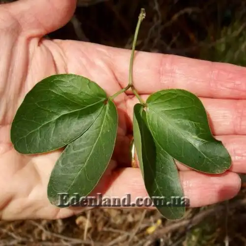 Изображение Питецеллобиум сладкий - Pithecellobium dulce