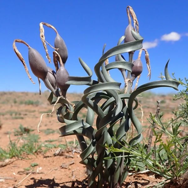 Изображение листья и созревающие семена