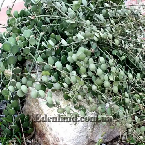 Зображення Ксеросіціос данги - Xerosicyos danguyi