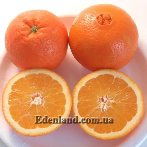 Изображение плод в разрезе