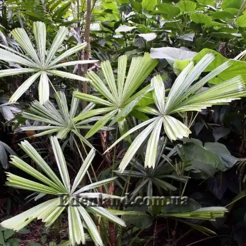 Изображение Ликуала колючая - Licuala spinosa