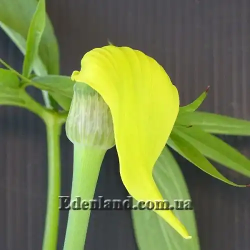 Зображення Арізема жовта - Arisaema flavum