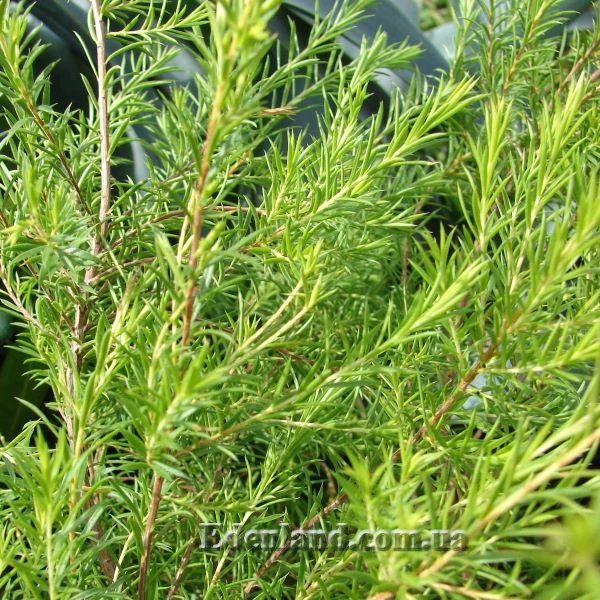 Изображение Колеонема хорошенькая  - Coleonema pulchellum