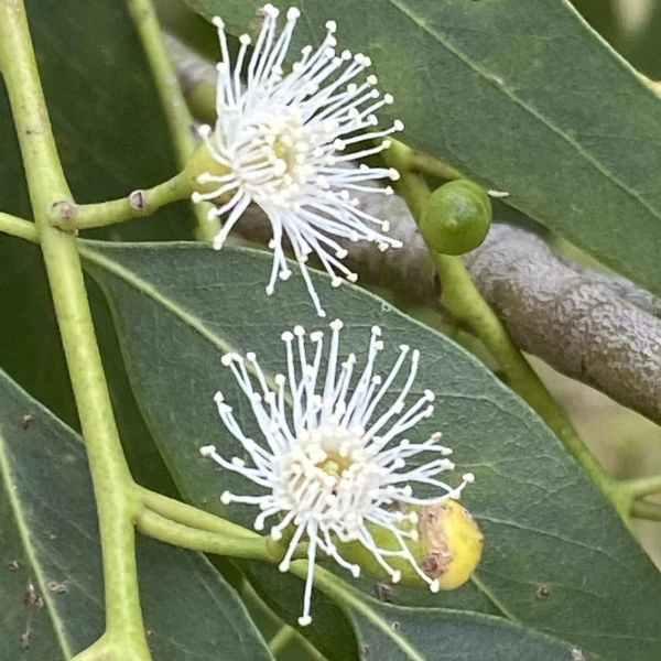 Зображення Евкаліпт Ґанна - Eucalyptus gunnii 