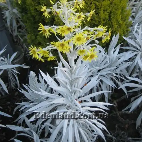 Изображение Сенецио снежно-золотистый - Senecio niveoaureus