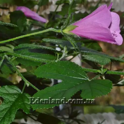 Зображення Гібіскус довгоножковий - Hibiscus pedunculatus 