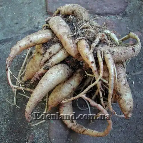 Изображение Канарина канарская - Canarina canariensis