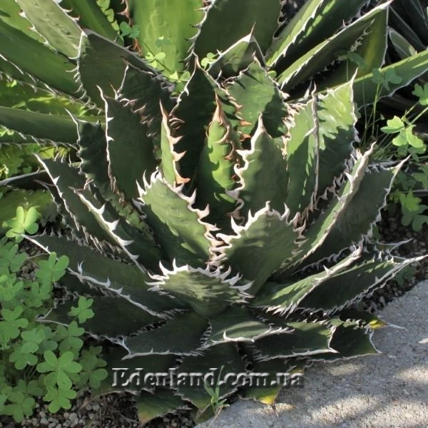 Изображение Агава Отеро  - Agave oteroi  