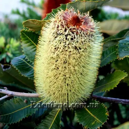 Изображение Банксия мощная - Banksia robur