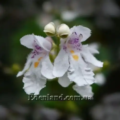 Зображення Простантера косматоквіткова - Prostanthera lasianthos