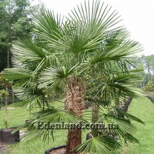 Изображение Трахикарпус Форчуна - Trachycarpus fortunei