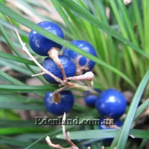 Изображение Офиопогон японский - Ophiopogon japonicus